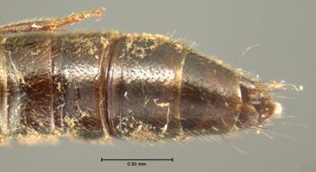 Media type: image;   Entomology 6302 Aspect: abdomen ventral view